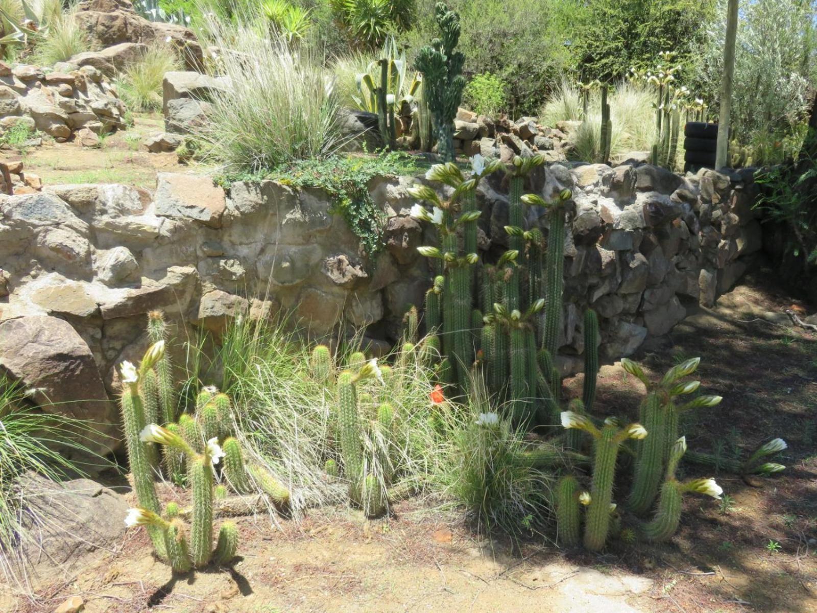 Cobblestone Court Hotel Colesberg Eksteriør billede